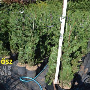 Leylandii_fldnagyok_2022ősz_1