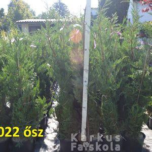 Leylandii_fldnagyok_2022ősz_2