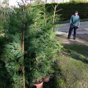 Leylandii_nagy_KK