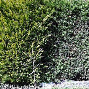 Leylandii-sövénnyírás-2