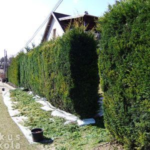 Leylandii-sövénnyírás