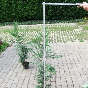 Leylandii130cm