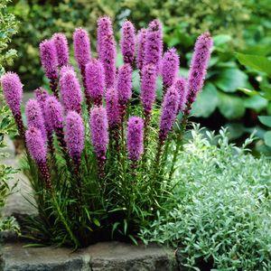 Liatris-spicata
