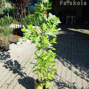 liriodendron