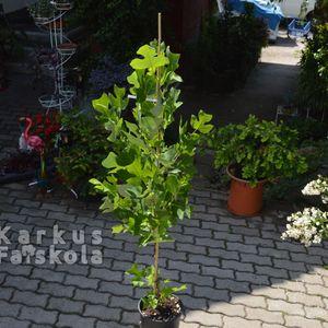 Liriodendron_I_2025osz_3