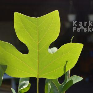 Liriodendron_I_2025osz_Level