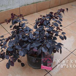 Loropetalum Black Pearl 1cs