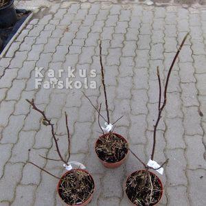 Magnolia-cs3cs1