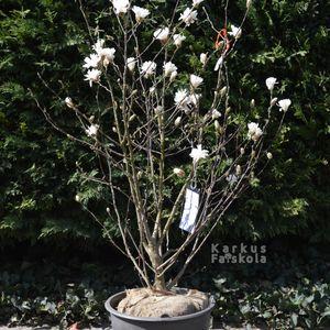 Magnolia_stellata_20200323_foldlabdas