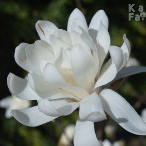 Magnolia_stellata_20200323_viragoldalrol