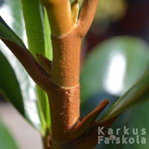 Magnolia_szár_csillószőrök