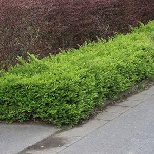 maigrün_n1