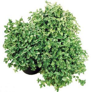 Majoranna_Origanum_majorana23