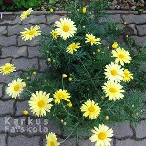 Margit_sarga2