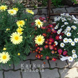 Margitvirag_3kulsorb