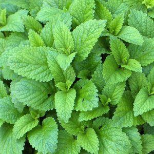 Melissa officinalis