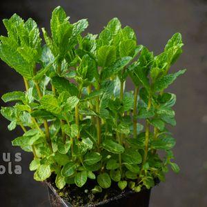 Menta_2025_1cs
