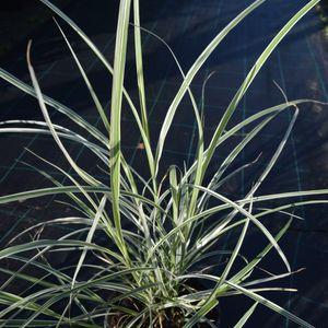 Miscanthus_sin_variegatus_1db