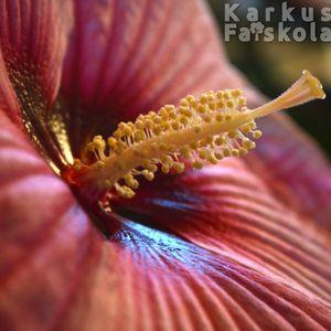 Mocsári_hibiscus_rozsaszin_virága_közeli