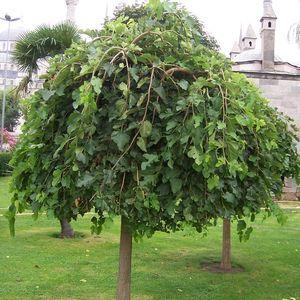 Morus_alba_Pendula