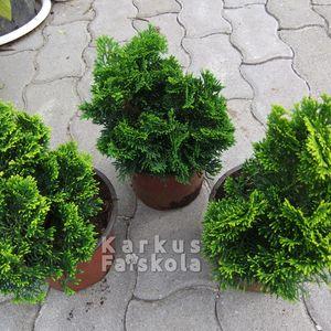NanaGracilis_cs3
