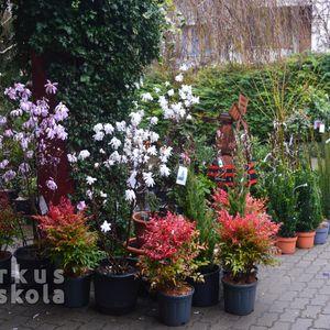 Nandina_esmegsokminden_x2