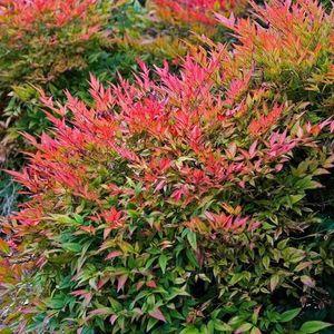 nandina_n1