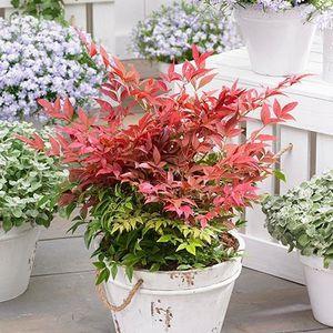 nandina_n2