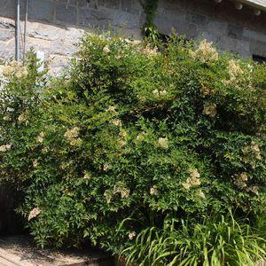 nandina_n6