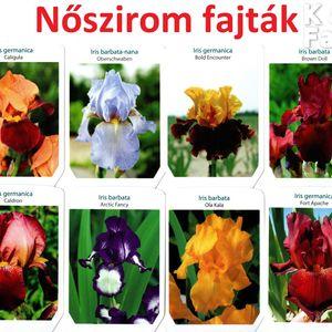 nőszirom_fajták_2022
