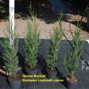 oszlopos_leylandii_4db
