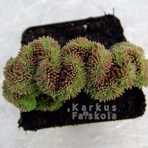 Pacaljo