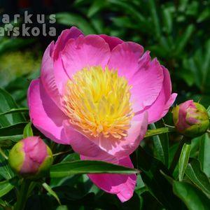 Paeonia 2023 Bowl of love közeli