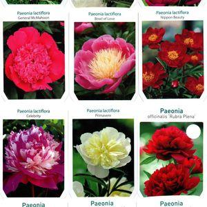 Paeonia_2023_tavasz