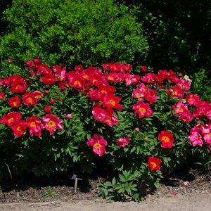 Paeonia_Flame_csopoportos_n