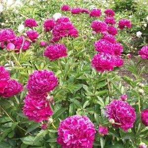 Paeonia_Irwin_Altman_cs_n