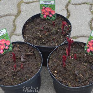 Paeonia20200322