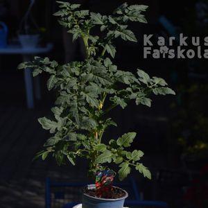 Paradicsom_DSC_8244
