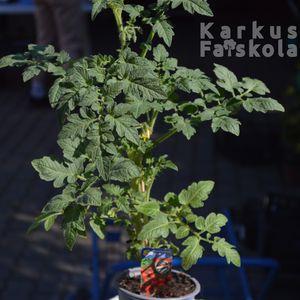 Paradicsom_DSC_8248fic