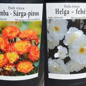 Park_rózsa_fajtak_2021_osz
