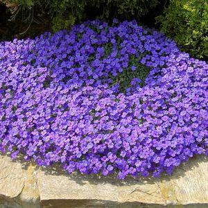 Pázsitviola világoslila