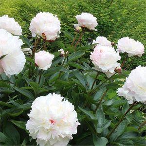 Peonia_Shirley_Temple_n