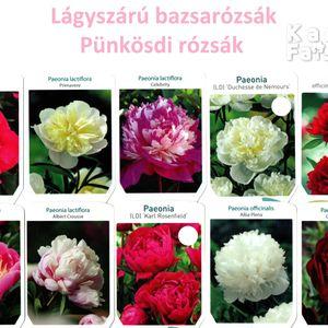 peoniak_10fajta