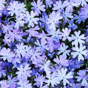 phlox_emerald