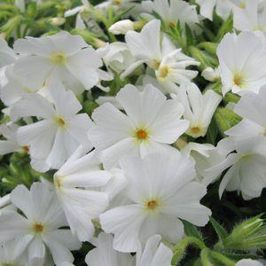 PHLOX_feher