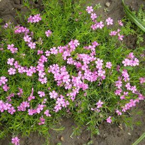 phlox_subulata_rosacea