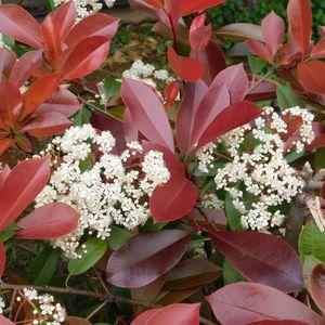 Photinia_n_21_2