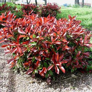 photinia_n1