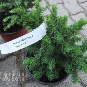 picea_alberta_globe_16