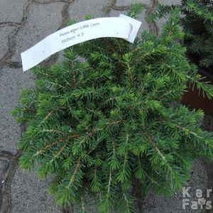 Picea_Little_Gem_16